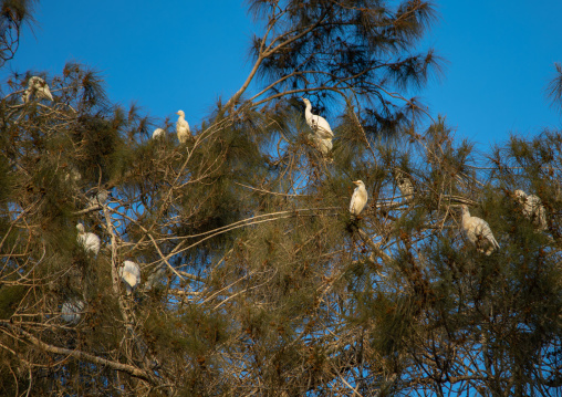 White birds in trees, Benguela Province, Benguela, Angola