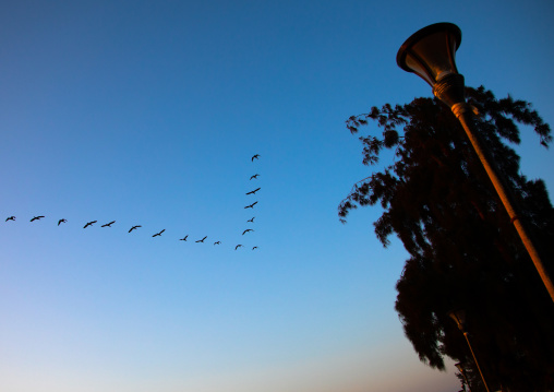 Birds flying on a v-formation, Benguela Province, Benguela, Angola