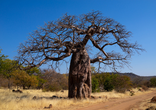Baobab tree in the bush, Cunene Province, Oncocua, Angola