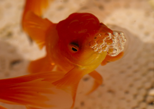 Goldfish, Kunming, Yunnan Province, China