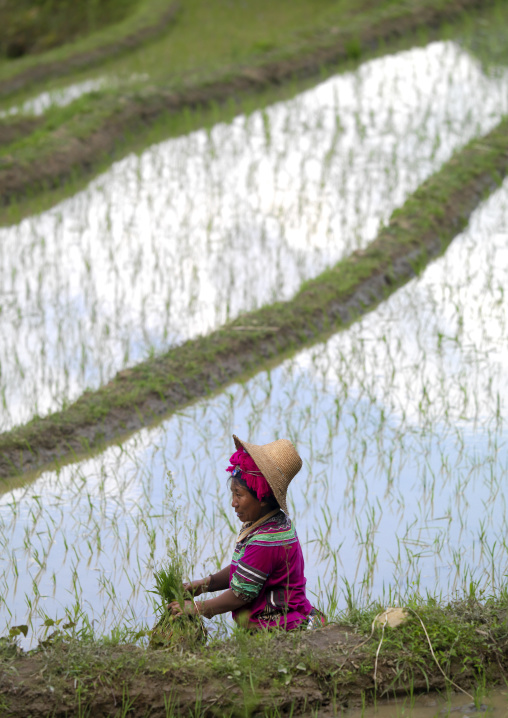 Hani Woman Working In Rice Terraces, Yuanyang, China