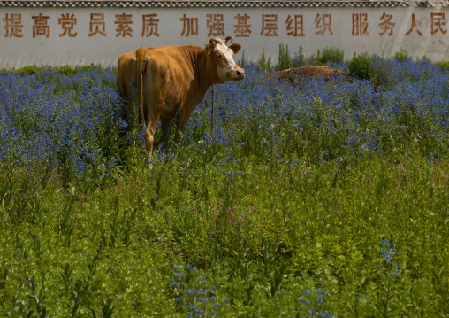 Cow In A Field, Lijiang, China