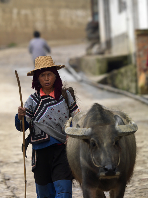 Hani Woman With A Water Buffalo, Yuanyang, Yunnan Province, China