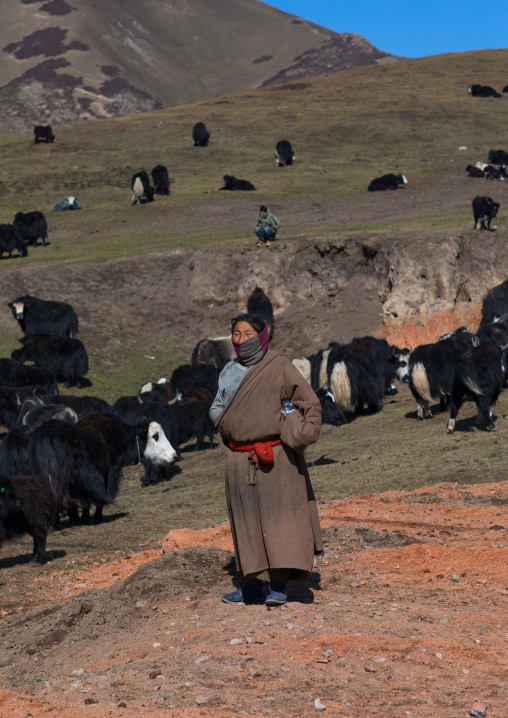 Tibetan nomad herds yaks, Tongren County, Rebkong, China