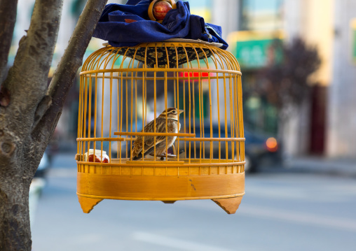 Bird in a cage in the street, Gansu province, Linxia, China