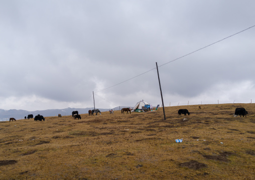 Tibetan nomad herds yaks, Qinghai province, Sogzong, China