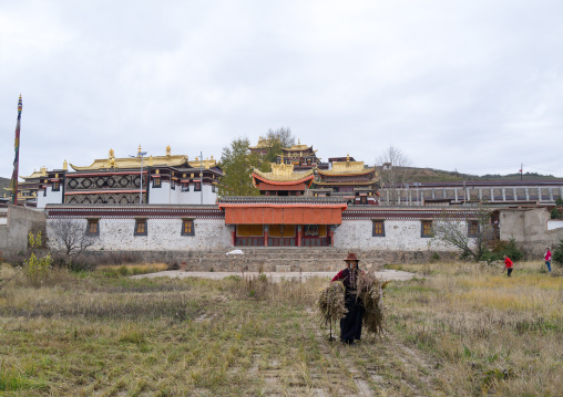 Tibetan people cleaning a field in Hezuo monastery, Gansu province, Hezuo, China