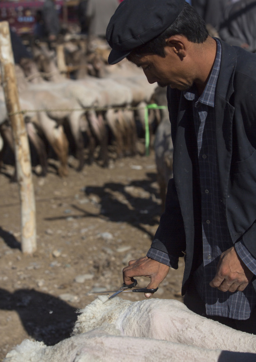 Uyghur Man Shearing Sheep In Kashgar Animal Market, Xinjiang Uyghur Autonomous Region, China