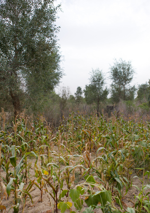 Maize Field In Taklamakan Desert, Xinjiang Uyghur Autonomous Region, China