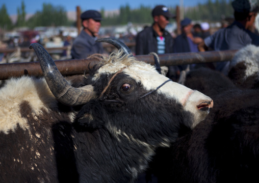 Yaks at Kashgar Animal Market, Xinjiang Uyghur Autonomous Region, China