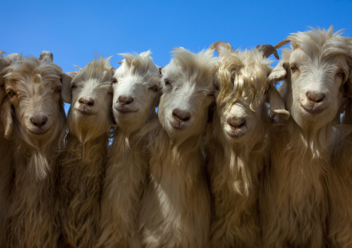 Goats, Opal Village Market, Xinjiang Uyghur Autonomous Region, China