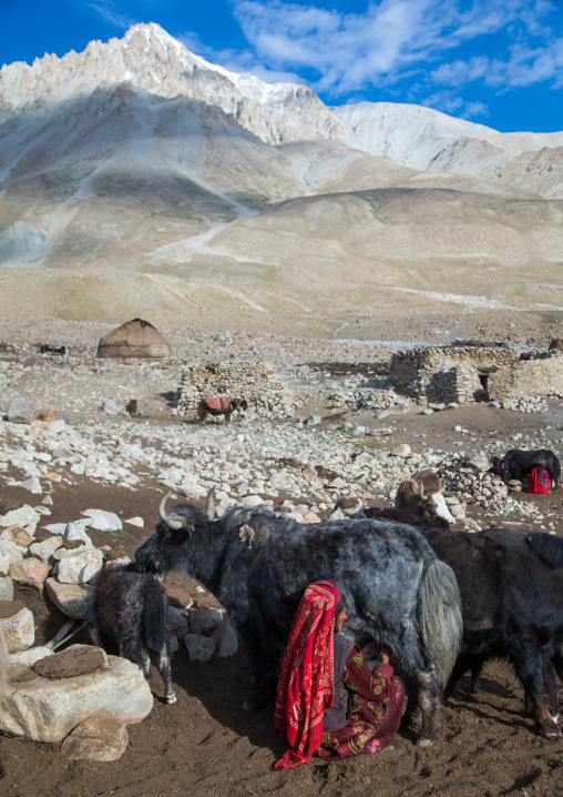 Wakhi nomad women milking yaks, Big pamir, Wakhan, Afghanistan