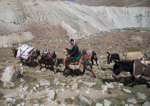 Donkeys convoy in the pamir mountains, Big pamir, Wakhan, Afghanistan