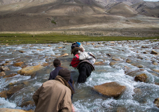 Yaks crossing a river during a treck, Big pamir, Wakhan, Afghanistan
