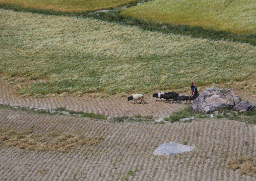 Afghan women with their cows in a field, Badakhshan province, Khandood, Afghanistan