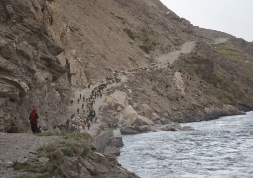 Sheeps and goats on a narrow mountain road, Badakhshan province, Qazi deh, Afghanistan