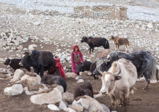 Wakhi nomad women with their yaks, Big pamir, Wakhan, Afghanistan