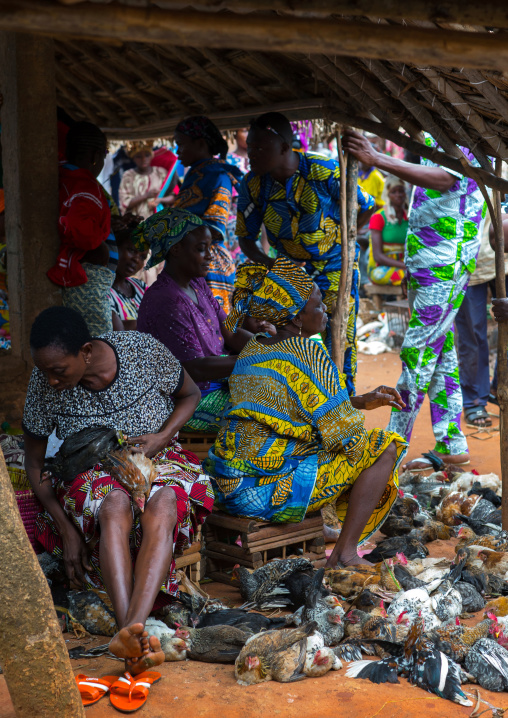 Benin, West Africa, Adjara, women selling chickens in a market