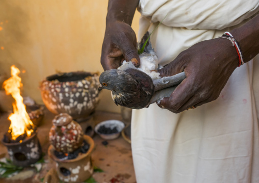 Benin, West Africa, Bonhicon, the slaughter of a pigeon in a ritual sacrifice during a voodoo ceremony runned by kagbanon bebe priest