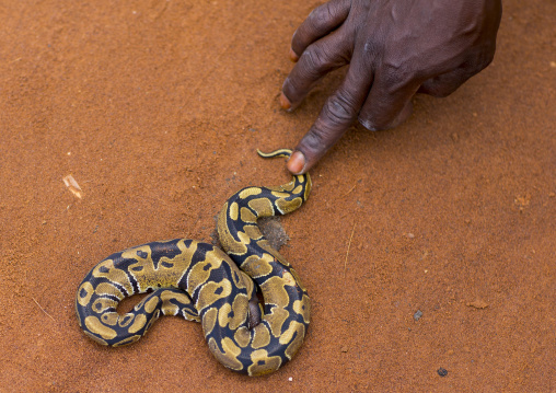 Benin, West Africa, Bonhicon, man catching a snake