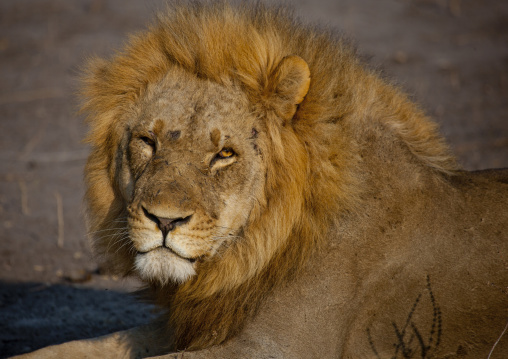 Lion In Chobe National Park, Botswana