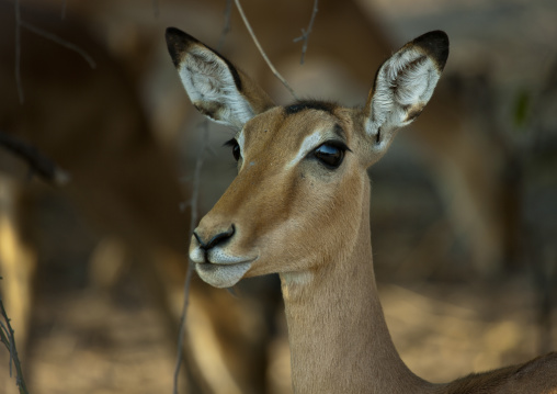 Impala In Chobe National Park, Botswana