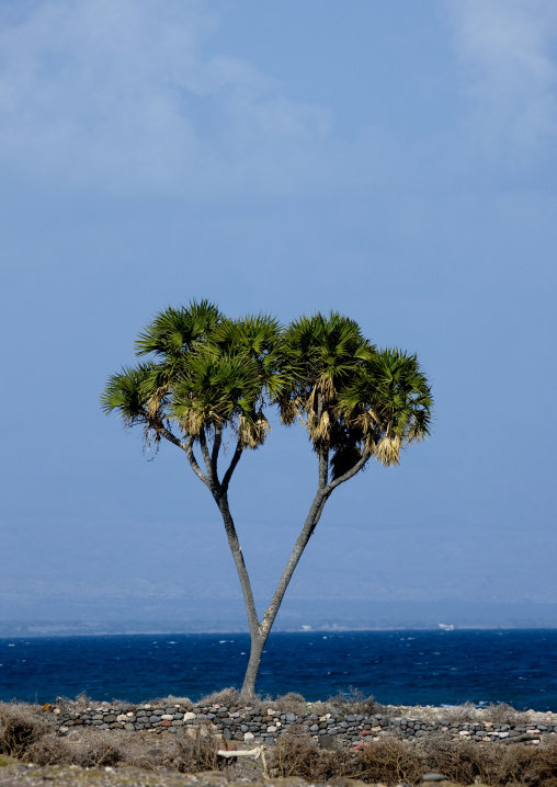 Doum Palm, Tajourah, Djibouti