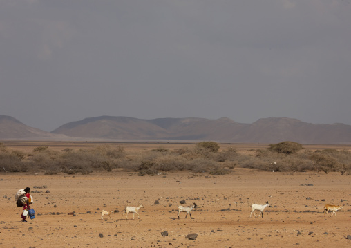 Afar Woman Waliking In The Desert, Obock, Djibouti