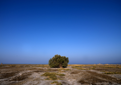 Lonely Tree, Lake Abbe, Djibouti