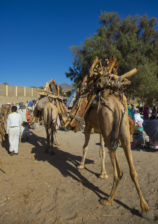 Camel Carrying Wood, Anseba, Keren, Eritrea