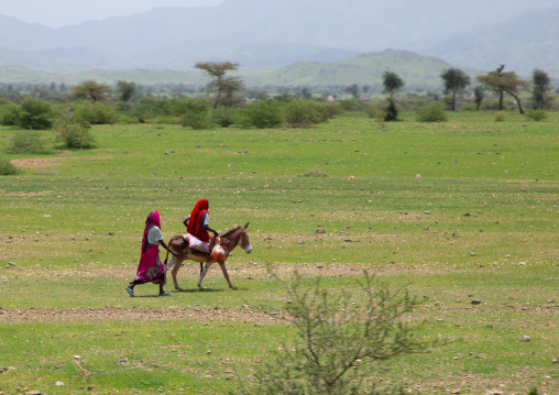 Eritrean women with a donkey in a field, Gash-Barka, Barentu, Eritrea