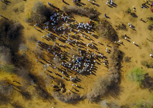 Aerial view of the slaughter of a bull during the Gada system ceremony in Borana tribe, Oromia, Yabelo, Ethiopia