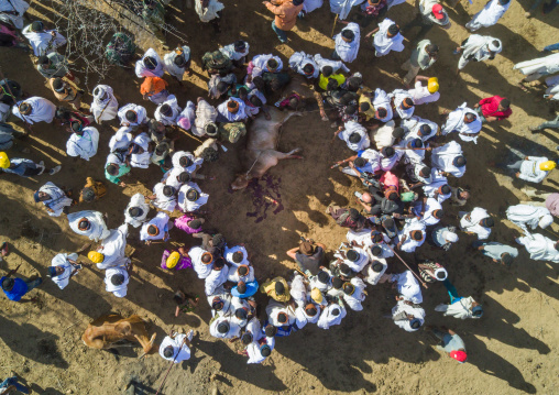 Aerial view of the slaughter of a bull during the Gada system ceremony in Borana tribe, Oromia, Yabelo, Ethiopia