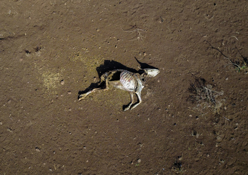 Aerial view of a dead cow during the drought, Oromia, Yabelo, Ethiopia