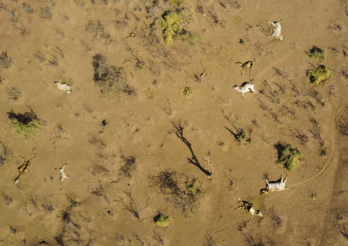 Aerial view of dead cows during the drought, Oromia, Yabelo, Ethiopia