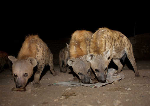 Feeding Hyenas At Night In Harar, Ethiopia