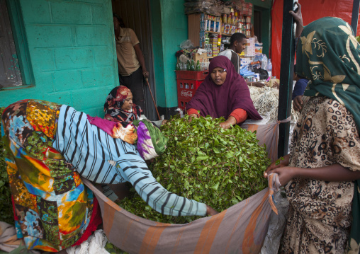Women Preparing Khat In The Giant Khat Market Near Harar, Adaway, Ethiopia