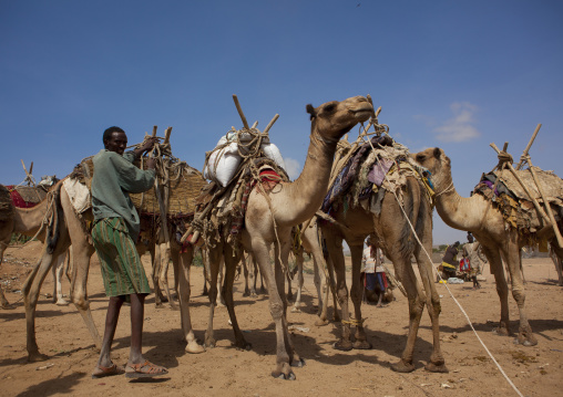 Caravan Of Camels Going Through Dechatu River, Dire Dawa, Ethiopia
