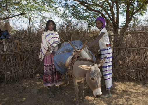 Karrayyu Tribe Women Loading A Donkey Under The Trees During Gadaaa Ceremony, Metahara, Ethiopia