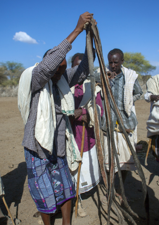 Karrayyu Tribe Men Cutting The Skin Of A Slaughtered Cow To Make Ropes During Gadaaa Ceremony, Metahara, Ethiopia