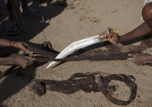 Close Up On The Cutting Of The Skin Of A Slaughtered Cow By Karrayyu Tribe Men To Make Ropes During Gadaaa Ceremony, Metahara, Ethiopia