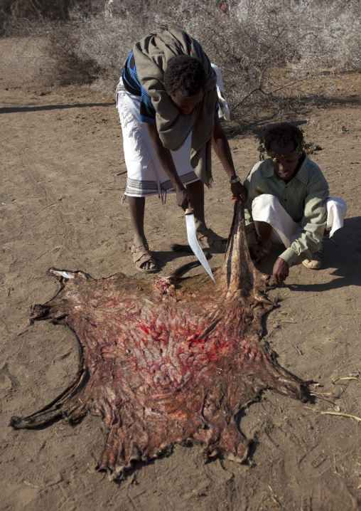Two Karrayyu Tribe Men Cutting The Skin Of A Slaughtered Cow To Make Ropes During Gadaaa Ceremony, Metahara, Ethiopia