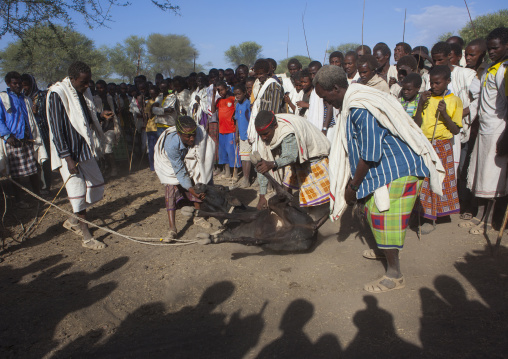 Group Of Karrayyu Tribe Men Preparing A Cow To Be Slaughtered During Karrayyu Tribe Gadaaa Ceremony, Metahara, Ethiopia
