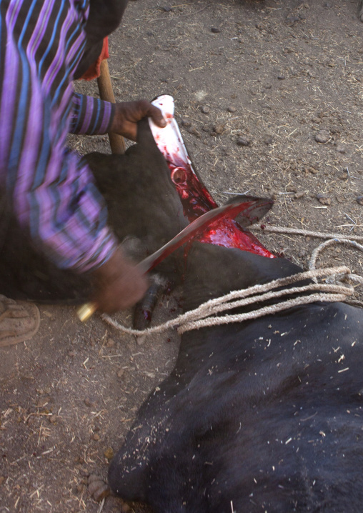 Close Up On The Slaughtering Of A Cow During Karrayyu Tribe Gadaaa Ceremony, Metahara, Ethiopia