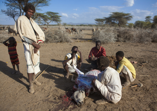 Slaughtered Cow Being Cut Open By Karrayyu Tribe Men To Make Prediction At Gadaaa Ceremony, Metehara, Ethiopia