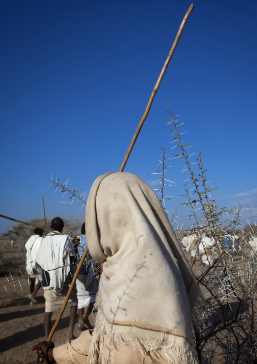 Rear View Of A Karrayyu Tribe Man Near Thorn Bushes And Behind A Group Of Walking Karrayyu Men During Gadaaa Ceremony, Metahara, Ethiopia