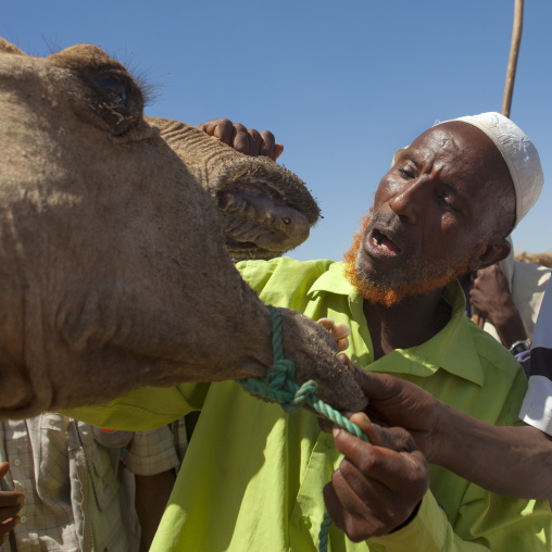 Karrayyu Tribe Man With Ginger Tainted Beard Checking The Mouth Of A Camel, Market Of Metehara, Ethiopia