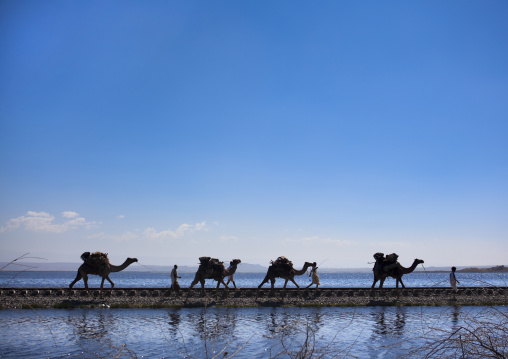Camel Caravan Walking Along The Railway, Lake Basaka, Metehara, Ethiopia
