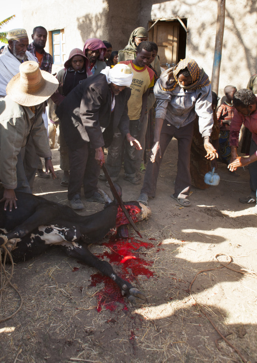Slaughter of a cow during a muslim wedding, Alaba, Ethiopia