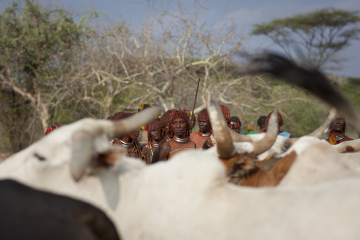 Hamer Women In Front Of The Bulls Celebrating Bull Jumping Ceremony, Omo Valley, Ethiopia